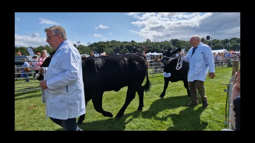 Cattle Parade-min - Retirement Reblended