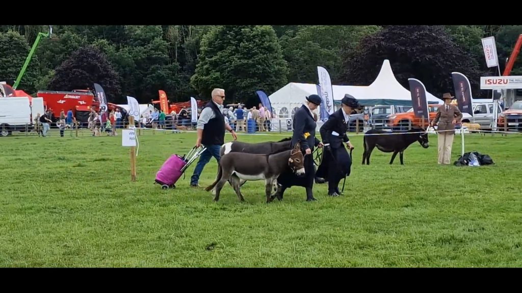 Donkeys-min - Retirement Reblended