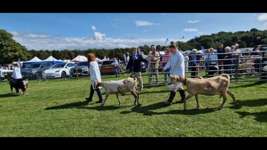 Goats-min - Retirement Reblended