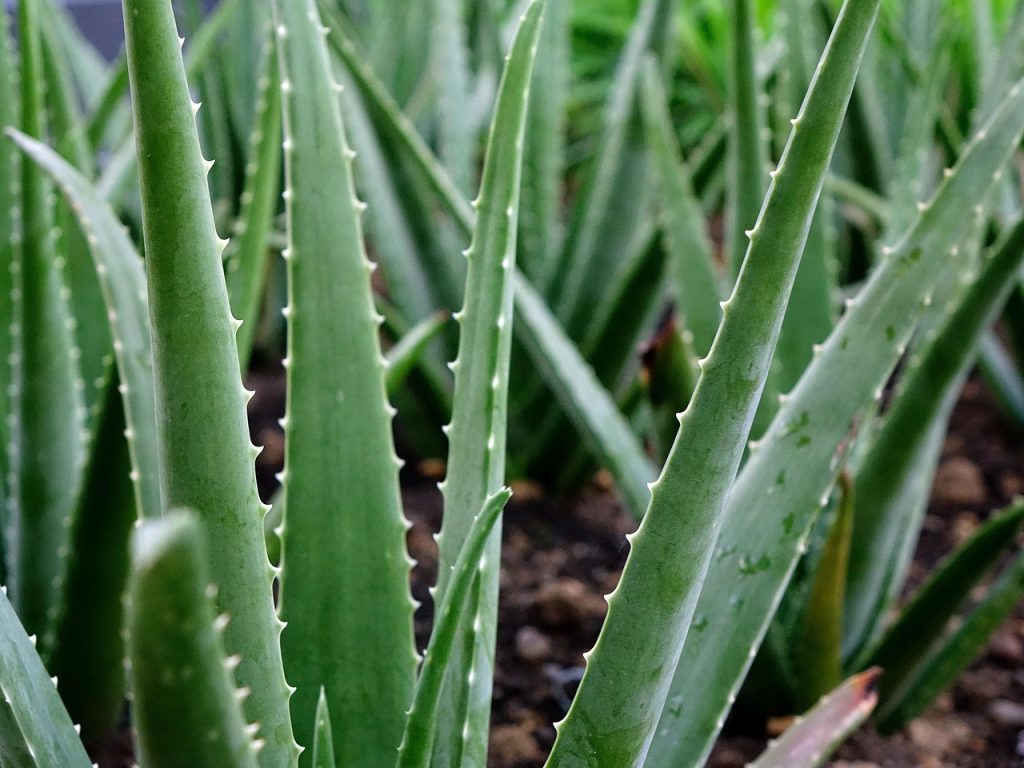 aloe-vera - Retirement Reblended