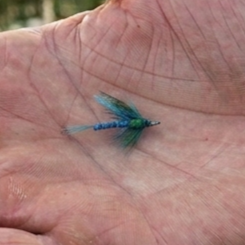 Damaged/Broken: The hook bend and point have broken off the lure body. The lure is non-functional as there is no hook point to catch the fish.